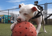 Pet of the Week: Tigger