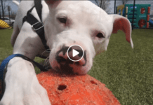 PET OF THE WEEK: Tigger