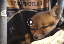 WILDLIFE: Fox Kits
