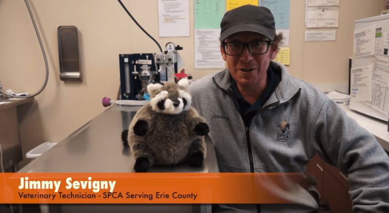 Wildlife Wednesday – Raccoons 101