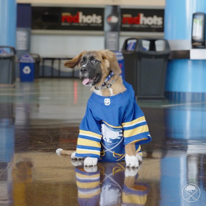 Golden retriever mix wearing a blue jersey stands on a wet indoor floor with reflection.