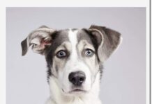 Meet Buffalo’s Puppy Bowl Allstar’s