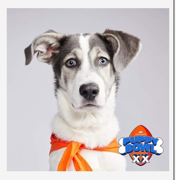 White and gray dog wearing an orange bandana beside a Puppy Bowl XX logo