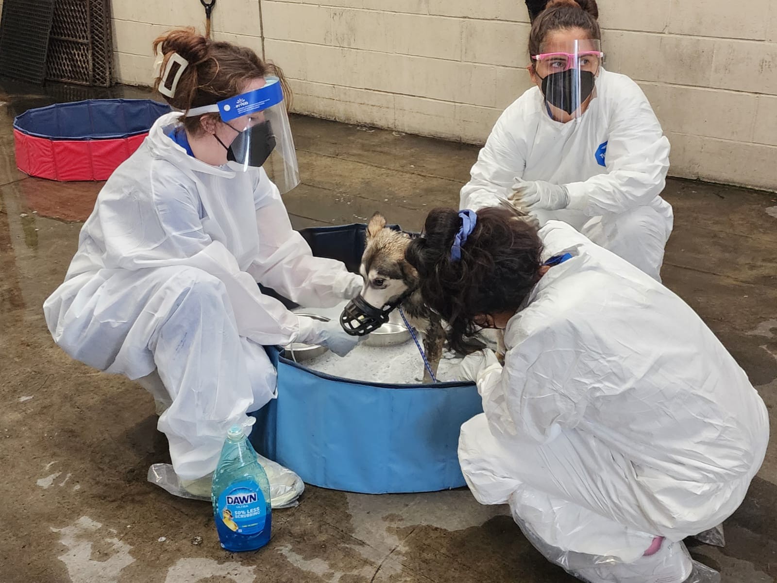 Staff bathing dogs