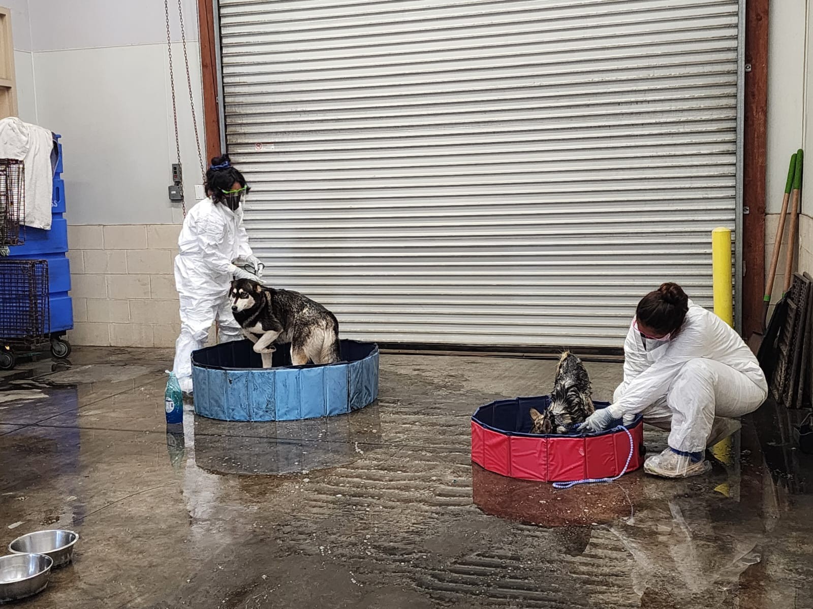 People bathing dogs