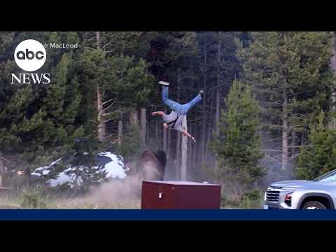 Bison attacks tourist at Yellowstone Park